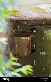 Attēlu rezultāti vaicājumam “Cinclus cinclus adult”