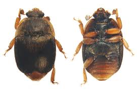 Attēlu rezultāti vaicājumam “Nitidulidae”