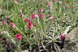 Attēlu rezultāti vaicājumam “Antennaria dioica”