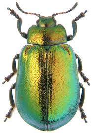 Attēlu rezultāti vaicājumam “Linaeidea aenea”