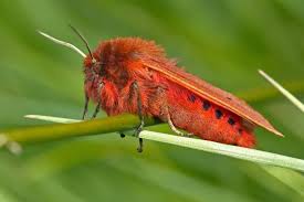 Attēlu rezultāti vaicājumam “Phragmatobia fuliginosa imago”