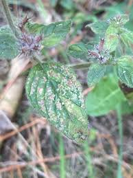 Attēlu rezultāti vaicājumam “Clinopodium vulgare leaf”