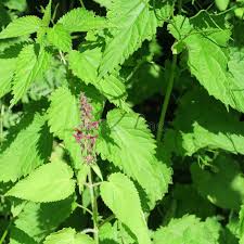 Attēlu rezultāti vaicājumam “Stachys sylvatica leaf”