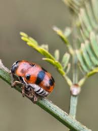 Attēlu rezultāti vaicājumam “Clytra quadripunctata”