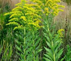 Attēlu rezultāti vaicājumam “Solidago canadensis leaf”