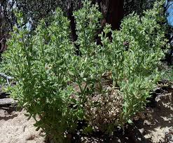 Attēlu rezultāti vaicājumam “Galium trifidum”