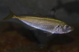 Image result for Trachurus trachurus