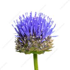 Attēlu rezultāti vaicājumam “Jasione montana flower”