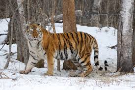 Kuvahaun tulos haulle tigers