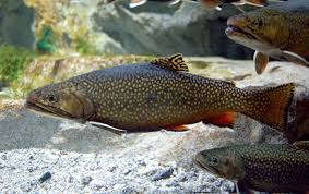 Image result for Salvelinus fontinalis