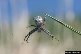 Attēlu rezultāti vaicājumam “Araneidae”