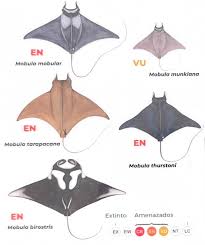 Image result for Mobula tarapacana