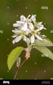 Attēlu rezultāti vaicājumam “Amelanchier spicata”