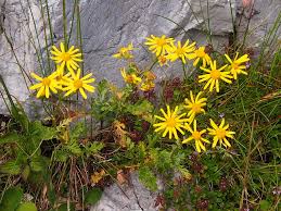 Attēlu rezultāti vaicājumam “Jacobaea vulgaris”