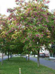 Attēlu rezultāti vaicājumam “Robinia”