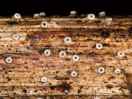 Attēlu rezultāti vaicājumam “Stictis”