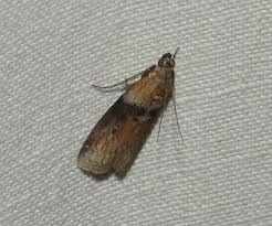 Attēlu rezultāti vaicājumam “Sciota fumella”