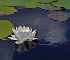 Attēlu rezultāti vaicājumam “Nymphaea candida”