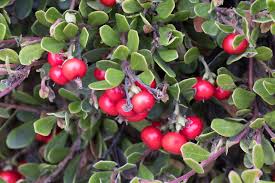 Attēlu rezultāti vaicājumam “Arctostaphylos uva-ursi fruit”