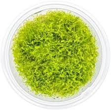 Attēlu rezultāti vaicājumam “Amblystegium serpens sporophyte”