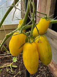 Afbeeldingsresultaat voor banana legs tomato