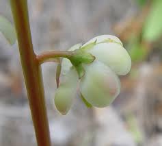 Attēlu rezultāti vaicājumam “Pyrola minor flower”