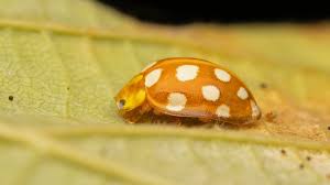 Attēlu rezultāti vaicājumam “Halyzia sedecimguttata”