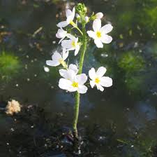 Attēlu rezultāti vaicājumam “Hottonia palustris flower”