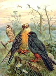 Image result for Falco vespertinus