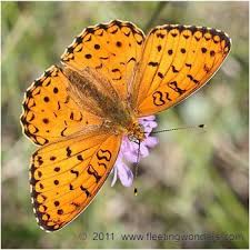 Attēlu rezultāti vaicājumam “Argynnis niobe”