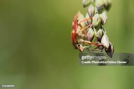 Attēlu rezultāti vaicājumam “Carpocoris sp. nymph”