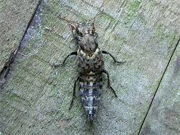 Attēlu rezultāti vaicājumam “Ontholestes murinus”