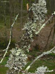 Attēlu rezultāti vaicājumam “Tuckermannopsis chlorophylla”