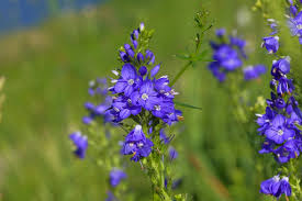 Image result for Veronica teucrium