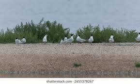 Attēlu rezultāti vaicājumam “Sterna sandvicensis adult”