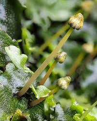 Attēlu rezultāti vaicājumam “Conocephalum”