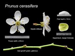 Attēlu rezultāti vaicājumam “Prunus cerasifera”