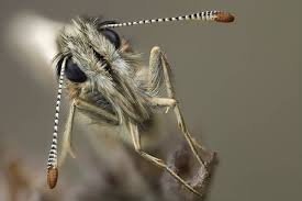 Attēlu rezultāti vaicājumam “Pyrgus alveus”