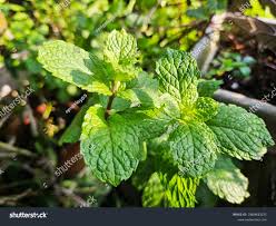 Attēlu rezultāti vaicājumam “Mentha spicata leaf”
