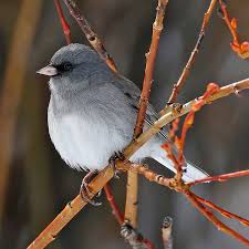 Image result for Junco hyemalis