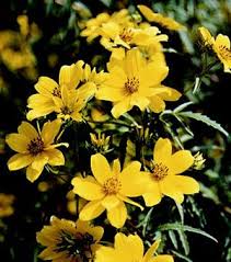 Attēlu rezultāti vaicājumam “Bidens cernua flower”