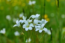 Attēlu rezultāti vaicājumam “Saxifraga granulata flower”