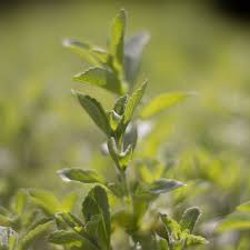 Image result for Stevia rebaudiana