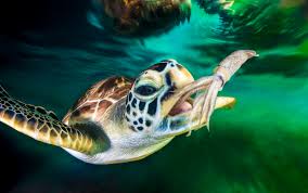 Image result for Chelonia mydas