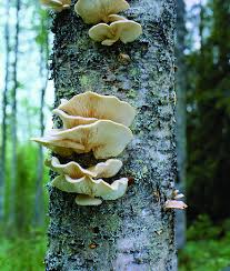 Attēlu rezultāti vaicājumam “Symphytocarpus impexus young”