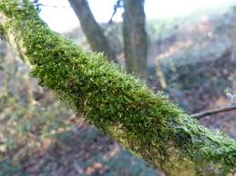 Attēlu rezultāti vaicājumam “Pylaisia polyantha”