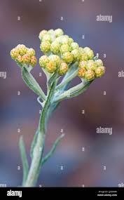 Attēlu rezultāti vaicājumam “Helichrysum arenarium bud”