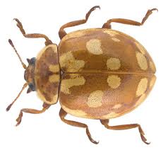 Attēlu rezultāti vaicājumam “Myrrha octodecimguttata”