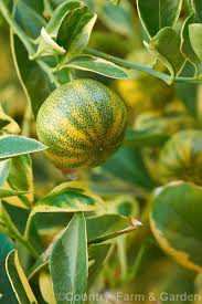Attēlu rezultāti vaicājumam “Calamagrostis canescens fruit”