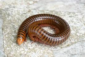 Attēlu rezultāti vaicājumam “Diplopoda”